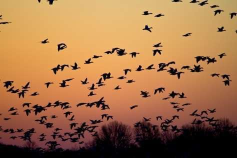 I Will Migrate Your App to a Scalable Architecture