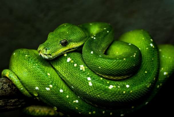 I will write powerful Python scripts for automation, scraping, APIs and more