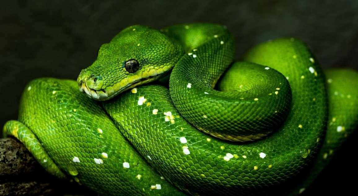 I will write powerful Python scripts for automation, scraping, APIs and more