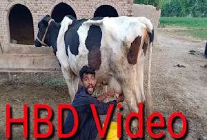 I will sing happy birthday wish say anything you want while milking cow