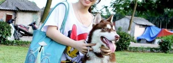 Professional translator English -Vietnamese